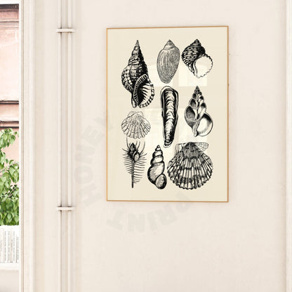 Monotone Seashells Digital Prints