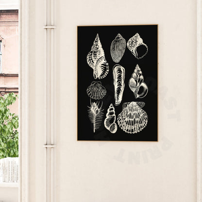 Monotone Seashells Digital Prints