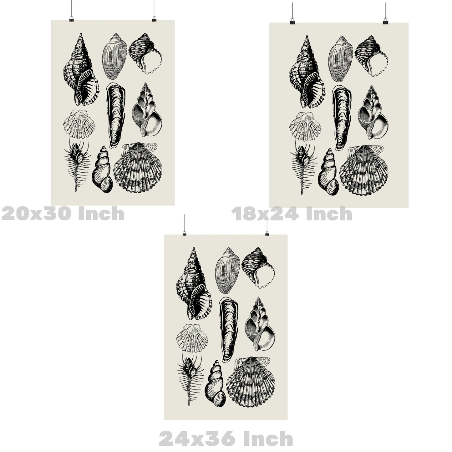 Monotone Seashells Poster