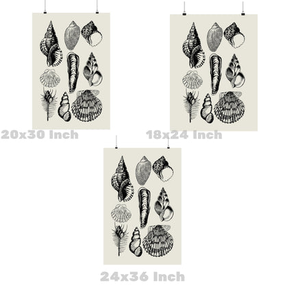 Monotone Seashells Poster