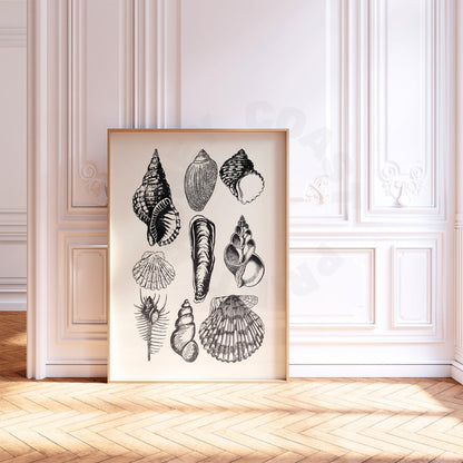 Monotone Seashells Poster