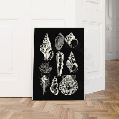 Monotone Seashells Poster