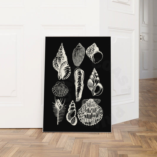 Monotone Seashells Digital Prints