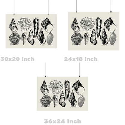 Landscape Monotone Seashells Poster