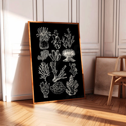 Monotone Corals Digital Prints